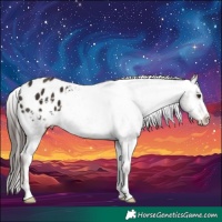 Horse Color:Liver Chestnut Appaloosa 