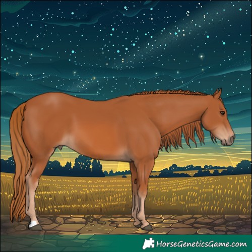 Horse Color:Chestnut 