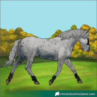 Horse Color:ERROR: UNKNOWN ANOMALY