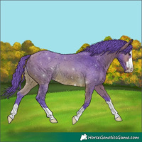 Horse Color:Watercolor Bay 