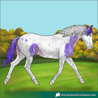 Horse Color:Watercolor White Spotted Black Ice Splash Tobiano