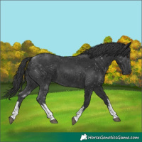 Horse Color:White Spotted Black
