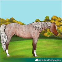 Horse Color:Silver Bay Roan