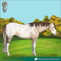 Horse Color:Bay Dun Splash Appaloosa 
