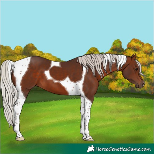 Horse Color:Silver Brown Tobiano