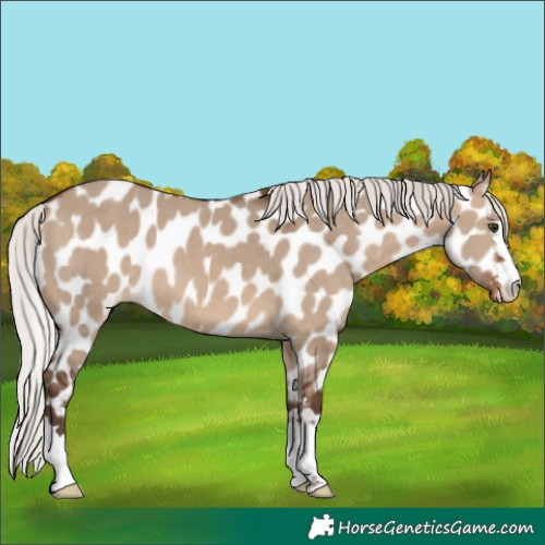 Horse Color:Silver Brown Dun Near Leopard
