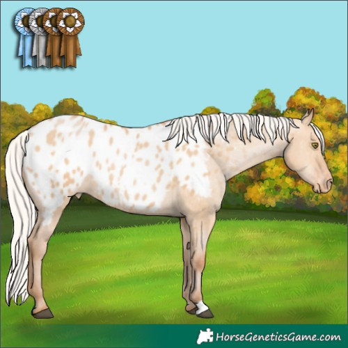 Horse Color:Silver Bay Pearl Dun Appaloosa 