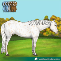 Horse Color:Silver Bay Pearl Dun Appaloosa 