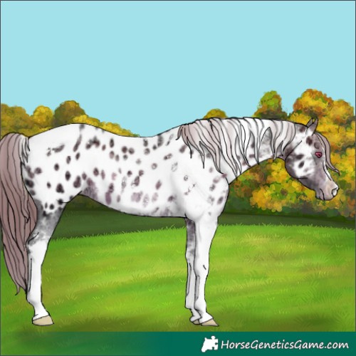 Horse Color:Brown Chinchilla Ice Tobiano Appaloosa