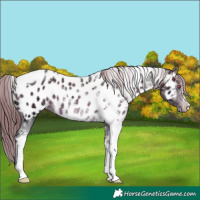 Horse Color:Brown Chinchilla Ice Tobiano Appaloosa 