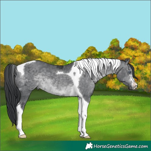 Horse Color:Brown Chinchilla Ice Tobiano 