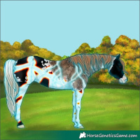 Horse Color:Thunderstruck Bay Ice Pearl Onyx Splash Appaloosa 
