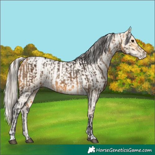 Horse Color:Buckskin  and Palomino Roan Pearl 