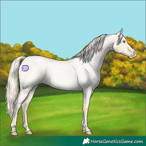 Horse Color:Palomino Roan Pearl  and Palomino Roan Pearl Dun 