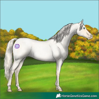 Horse Color:Palomino Roan Pearl  and Palomino Roan Pearl Dun 