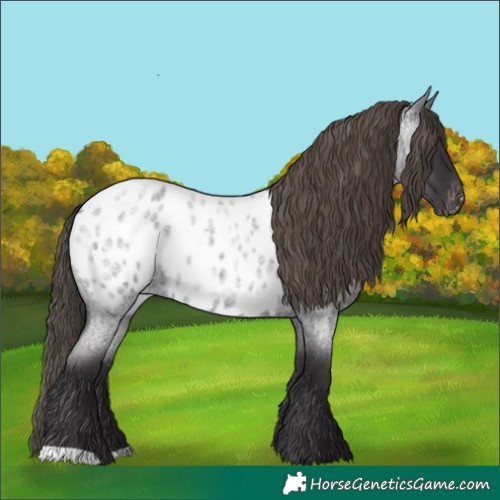 Horse Color:Smoky Blue Roan Near Leopard Rabicano
