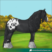 Horse Color:Black Appaloosa