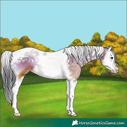 Horse Color:Brown Onyx Splash Tobiano