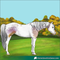 Horse Color:Brown Onyx Splash Tobiano 