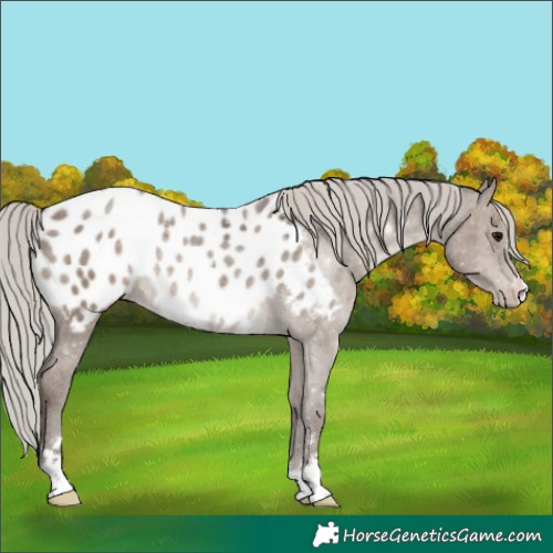 Horse Color:Silver Grullo Ice Appaloosa