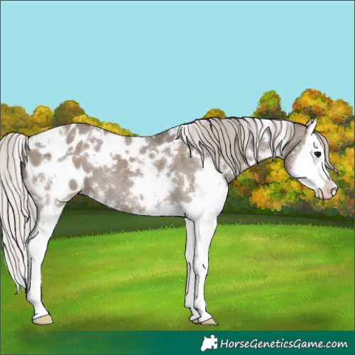 Horse Color:White Spotted Silver Grullo Splash Appaloosa 