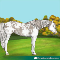 Horse Color:White Spotted Silver Grullo Splash Appaloosa 