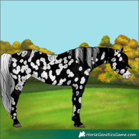 Horse Color:Brown Chinchilla Ice Onyx Appaloosa