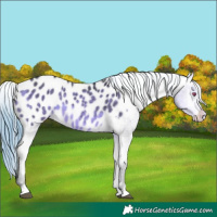 Horse Color:Buckskin Chinchilla Appaloosa 