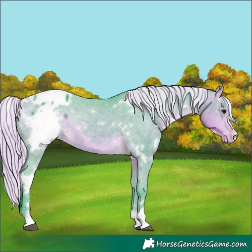 Horse Color:Watercolor White Spotted Silver Buckskin Appaloosa