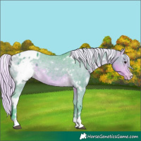 Horse Color:Watercolor White Spotted Silver Buckskin Appaloosa 