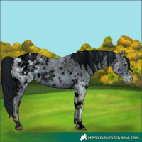 Horse Color:ERROR: UNKNOWN ANOMALY