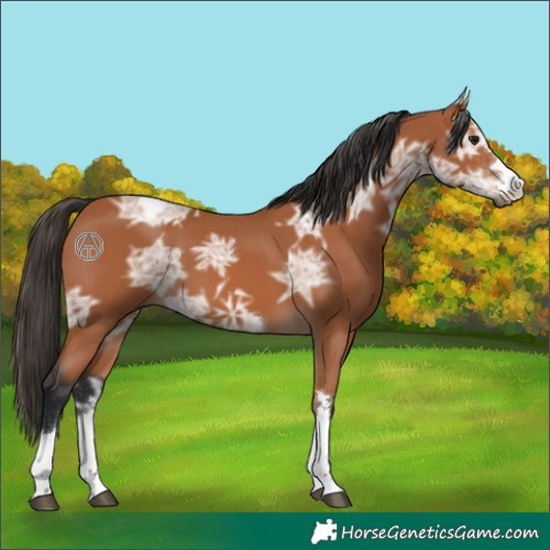 Horse Color:Bay Ice 