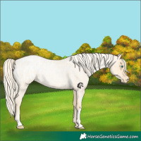 Horse Color:Palomino Roan Pearl and Palomino Roan Pearl Appaloosa
