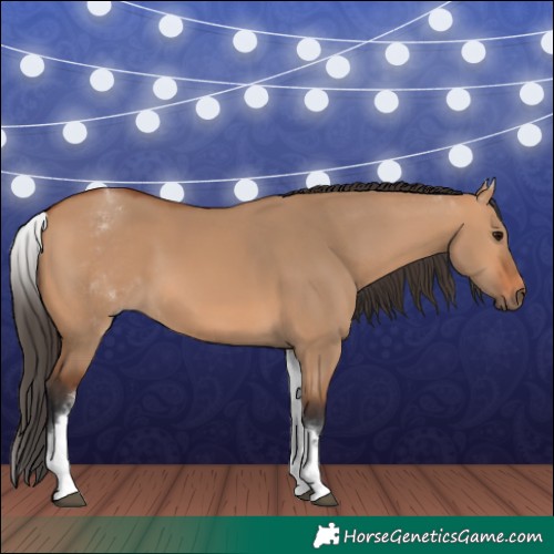 Horse Color:White Spotted Bay Dun 