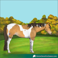 Horse Color:Buckskin Tobiano