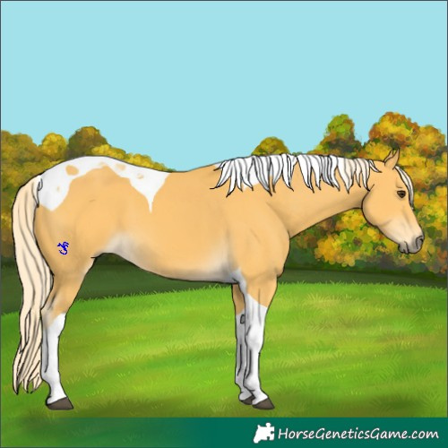 Horse Color:Palomino Tobiano