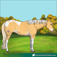 Horse Color:Palomino Tobiano 
