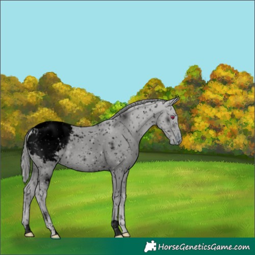 Horse Color:ERROR: UNKNOWN ANOMALY