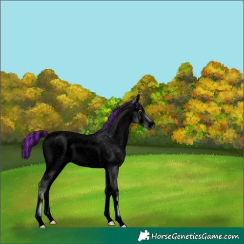 Horse Color:ERROR: UNKNOWN ANOMALY