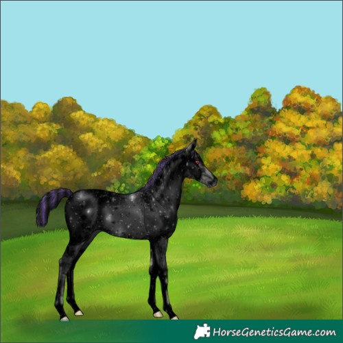 Horse Color:ERROR: UNKNOWN ANOMALY
