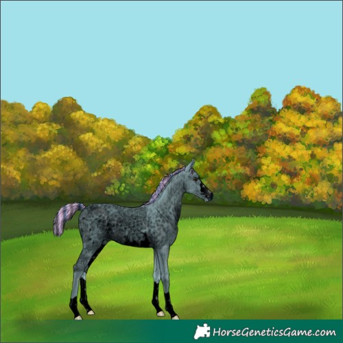 Horse Color:ERROR: UNKNOWN ANOMALY