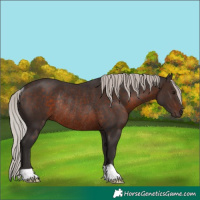 Horse Color:Silver Brown Rabicano 