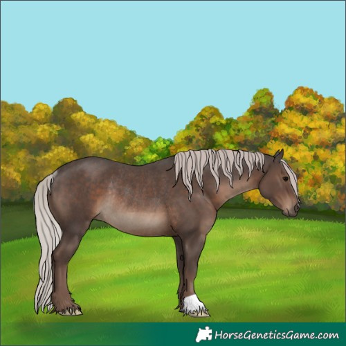 Horse Color:Silver Black Rabicano 