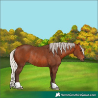 Horse Color:Silver Brown Rabicano 