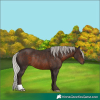Horse Color:Silver Brown Rabicano 
