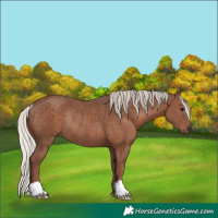 Horse Color:Silver Black Rabicano 