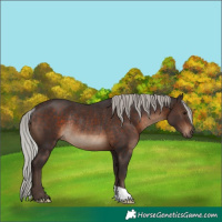 Horse Color:Silver Brown Rabicano 