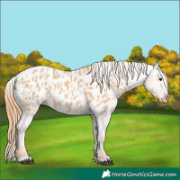 Horse Color:Red Dun Appaloosa  and Red Dun Appaloosa 