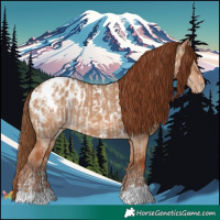 Horse Color:Red Dun Near Leopard  and Red Dun Blanket 
