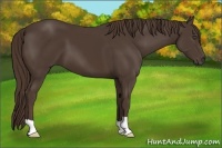 Horse Color:Liver Chestnut Frame 